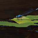 Image of Caliagrion imported from iNaturalist.