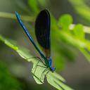 Image of Calopteryx imported from iNaturalist.