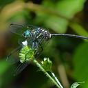 Image of Celebothemis imported from iNaturalist.