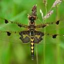 Image of Celithemis imported from iNaturalist.