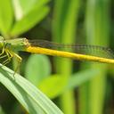 Image of Ceriagrion imported from iNaturalist.