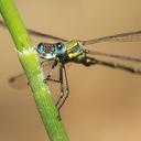 Image of Chalcolestes imported from iNaturalist.