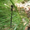 Image of Choristhemis imported from iNaturalist.