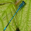 Image of Coenagrion imported from iNaturalist.