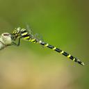 A female Tiger Spiketail (Cordulegaster erronea).