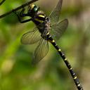 A male Golden-ringed Dragonfly (Cordulegaster boltonii)