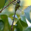 Image of Coryphaeschna imported from iNaturalist.