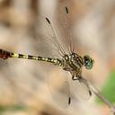 Image of Crenigomphus imported from iNaturalist.