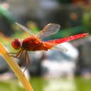 Image of Crocothemis imported from iNaturalist.