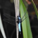 Image of Cyanothemis imported from iNaturalist.