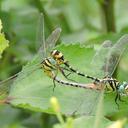 Image of Cyclogomphus imported from iNaturalist.