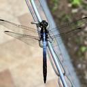 Image of Dasythemis imported from iNaturalist.