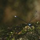 Image of Dimeragrion imported from iNaturalist.