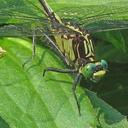 Image of Dromogomphus imported from iNaturalist.