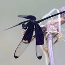 Image of Dysphaea imported from iNaturalist.