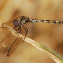 Image of Dythemis imported from iNaturalist.