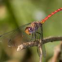 Image of Elasmothemis imported from iNaturalist.