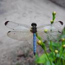 Image of Eleuthemis imported from iNaturalist.