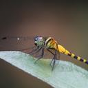 Image of Epithemis imported from iNaturalist.