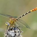 Image of Erpetogomphus imported from iNaturalist.