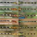 Comparison of some Erpetogomphus species found in Arizona, USA