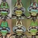 Comparison of some Erpetogomphus species found in Arizona, USA