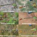 Comparison of some Erpetogomphus species found in Arizona, USA