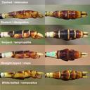 Comparison of some Erpetogomphus species found in Arizona, USA