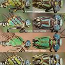 Comparison of some Erpetogomphus species found in Arizona, USA