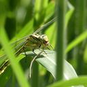 Image of Gastrogomphus imported from iNaturalist.