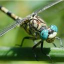 Image of Gomphus imported from iNaturalist.