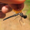 Image of Gynothemis imported from iNaturalist.