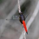 Image of Hadrothemis imported from iNaturalist.