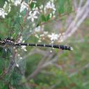 Image of Hemigomphus imported from iNaturalist.