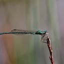 Image of Hemiphlebia imported from iNaturalist.