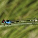 Image of Hesperagrion imported from iNaturalist.