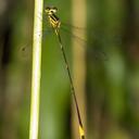 Image of Heteragrion imported from iNaturalist.