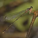 Image of Heteropodagrion imported from iNaturalist.