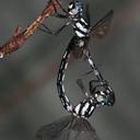 Image of Hylaeothemis imported from iNaturalist.