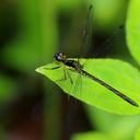 Image of Hypothemis imported from iNaturalist.