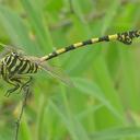 Image of Ictinogomphus imported from iNaturalist.