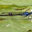 Image of Ischnura imported from iNaturalist.