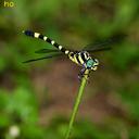 Image of Lamelligomphus imported from iNaturalist.