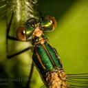 Image of Lestes imported from iNaturalist.