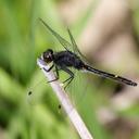 Image of Leucorrhinia imported from iNaturalist.