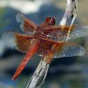 Image of Libellula imported from iNaturalist.