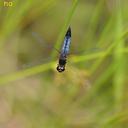 Image of Lyriothemis imported from iNaturalist.