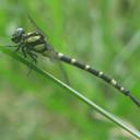 Image of Macrogomphus imported from iNaturalist.