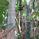 Image of Macromidia imported from iNaturalist.