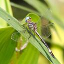 Image of Macrothemis imported from iNaturalist.